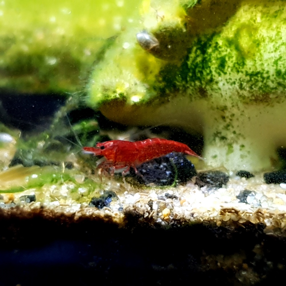 어항 바닥에 있는 이끼를 먹고 있는 블러드메리새우