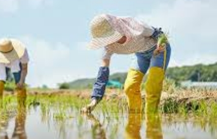양곡법이란 양곡법 거부 이유