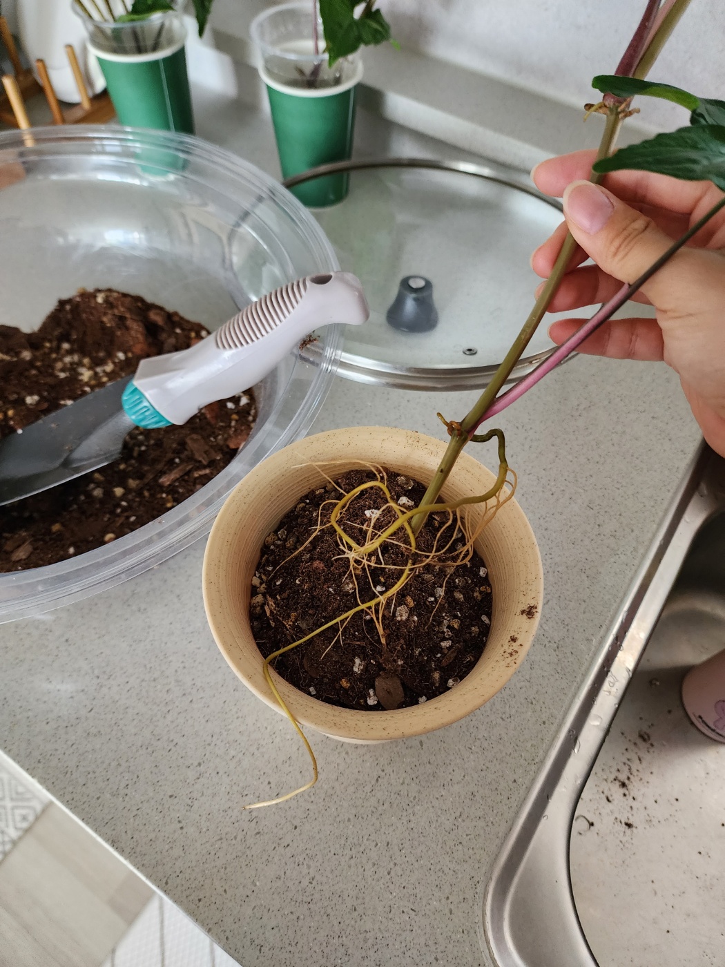 뿌리가 잘 성장해서 화분에 식재해주어요