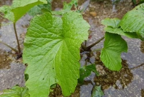 와사비잎추출물