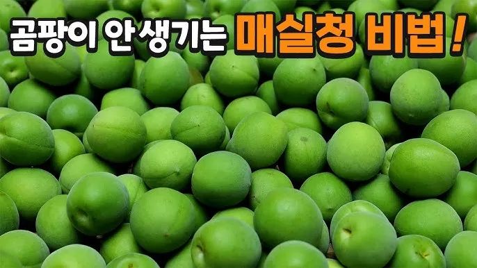 매실 수확시기_5