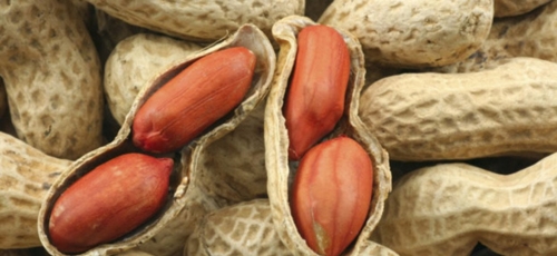 땅콩 이미지
