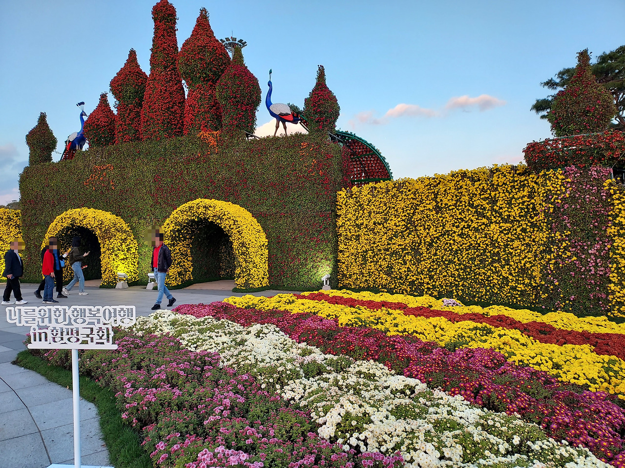 함평 국화축제1