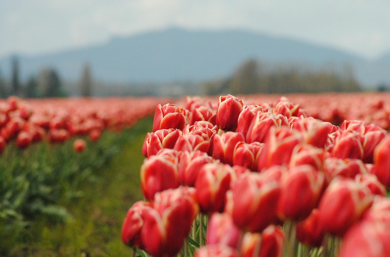튤립축제 관련 사진