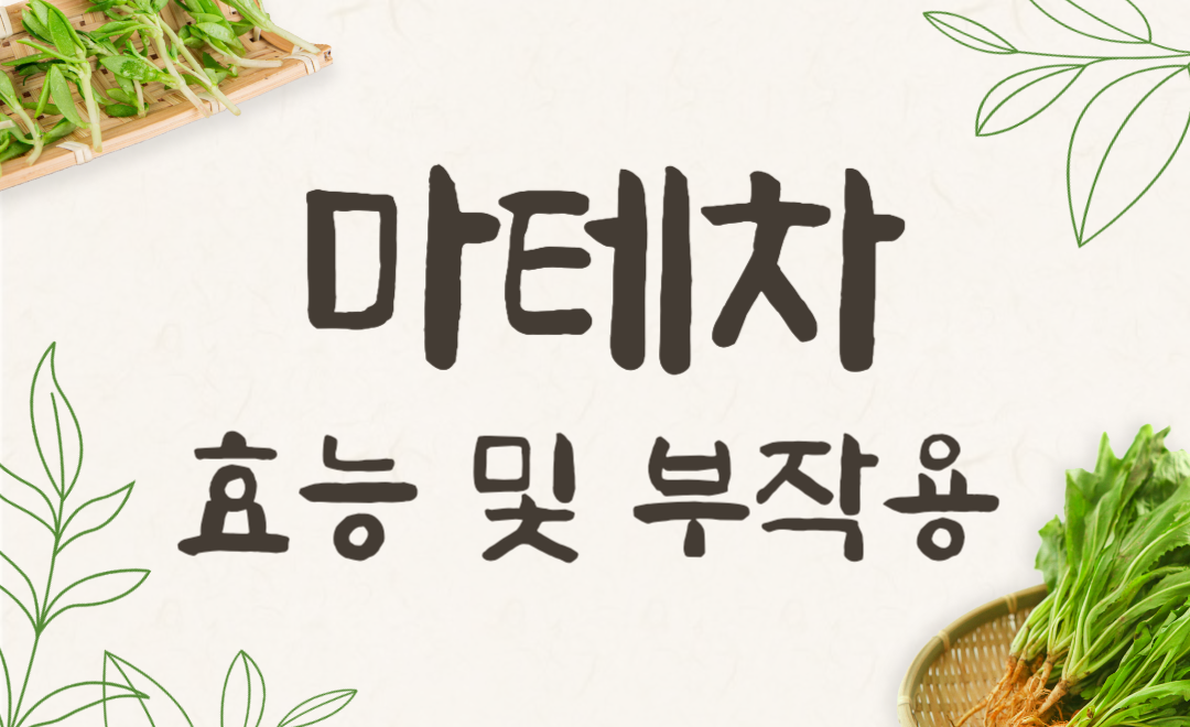 마테차 효능부터 부작용까지! 다이어트에 좋은 이유와 카페인 함량 완벽 정리