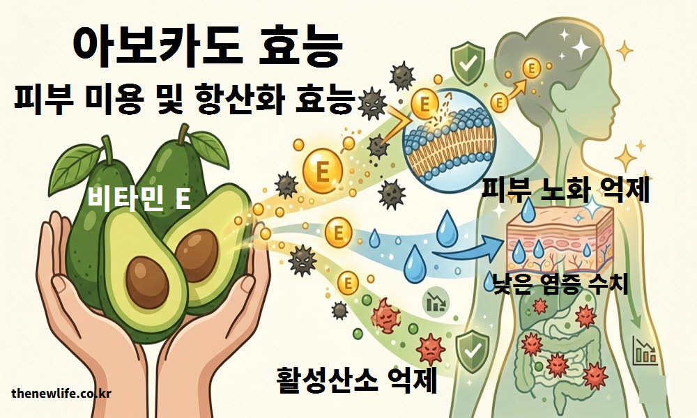 아보카도 효능 피부 미용 항산화