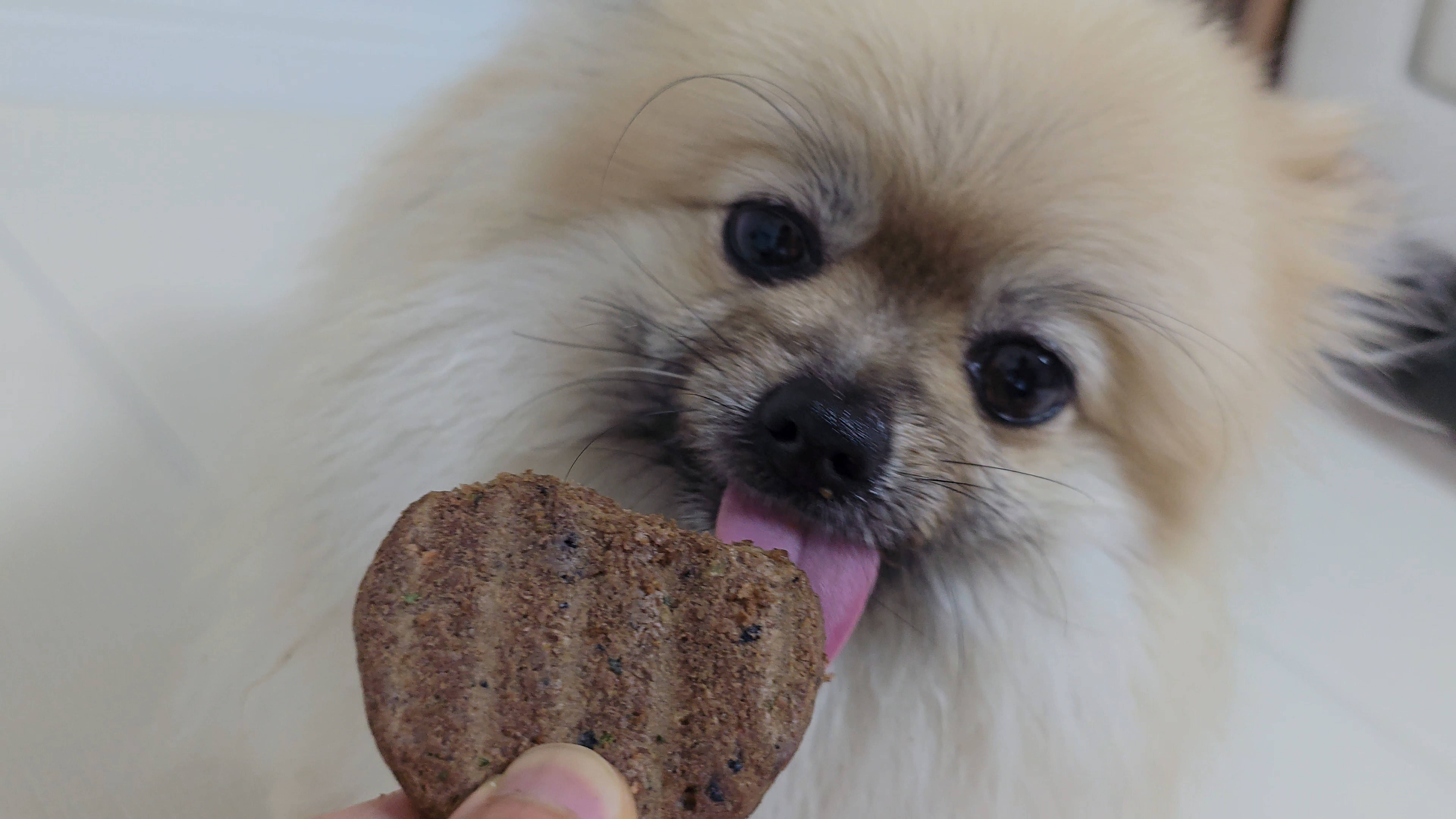 하림 강아지 동결건조 사료 반응