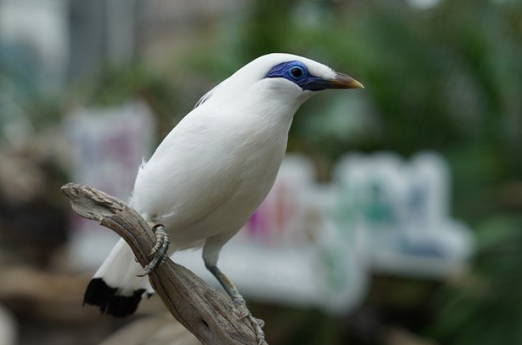 가평 베고니아 새정원