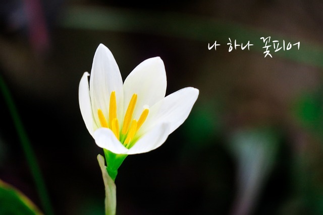 ‘나 하나 꽃피어’ 시제목이 들어간 이미지