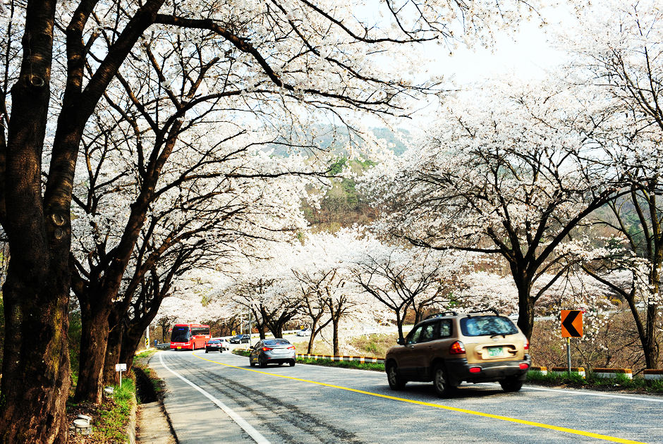 청풍호 벚꽃축제