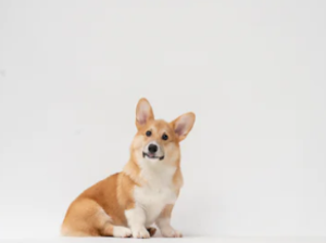 강아지 꿈 해몽