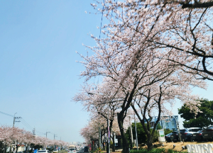 벚꽃으로유명한여행지