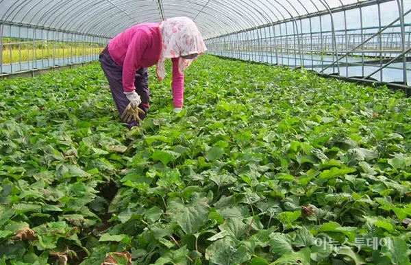 취나물 재배 반그늘 환경 배수 확보 연속 수확_6