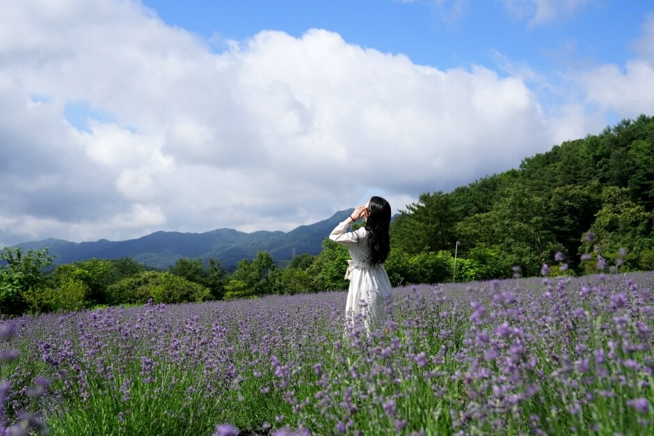 2023 포천 허브아일랜드 라벤더축제 입장료 주차 아이스크림 라떼