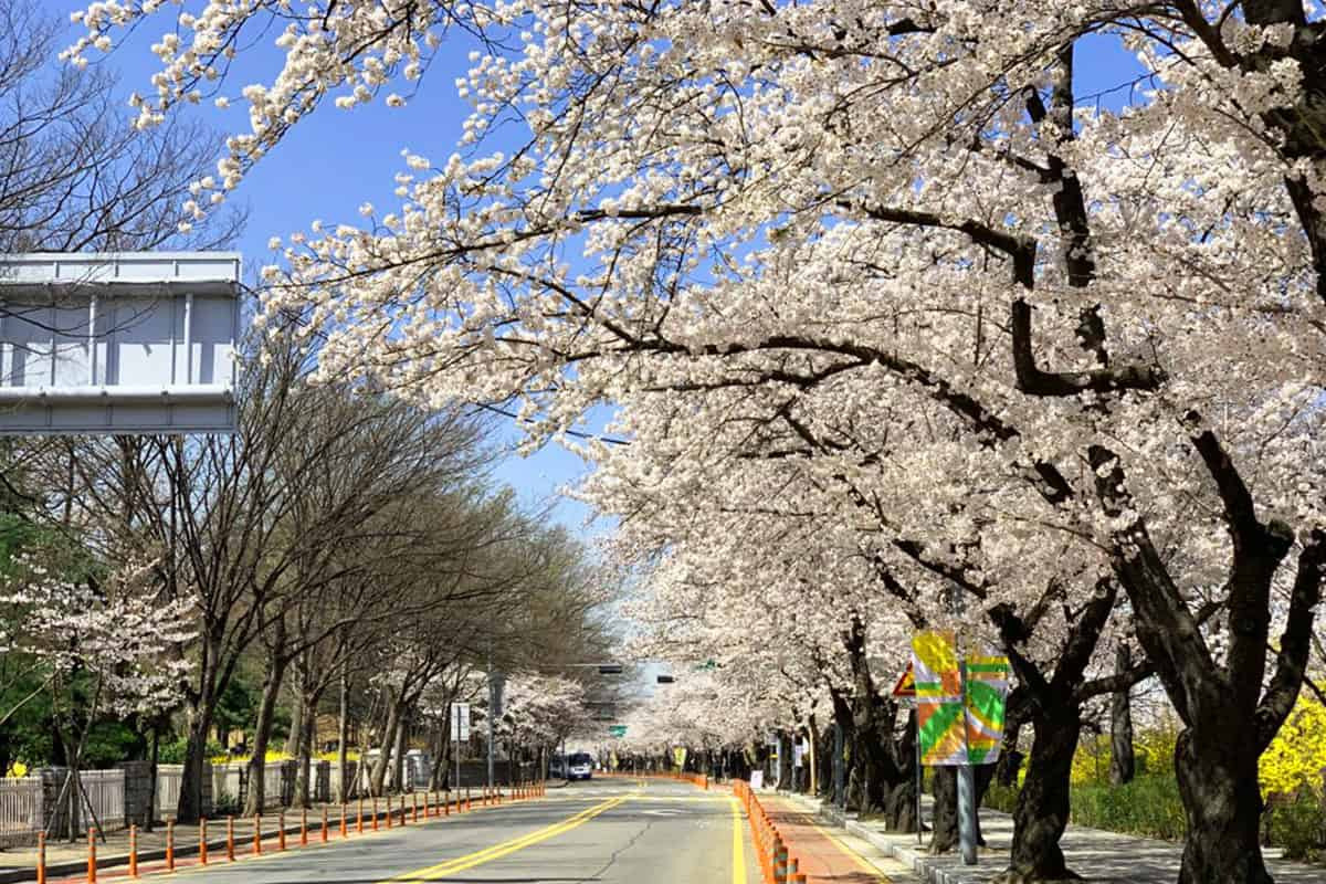 여의도 벚꽃축제