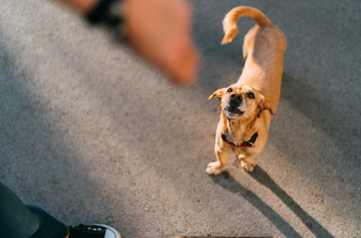 산책중인 강아지