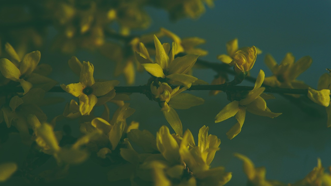 '개나리'의 특징, 종류, 활용, 문화적 의미, 철쭉과의 차이점 분석