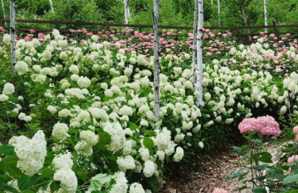 강원권 수국명소 추천 7곳, 여름 여행지로 꼭 가봐야 할 인생샷 스폿 총정리