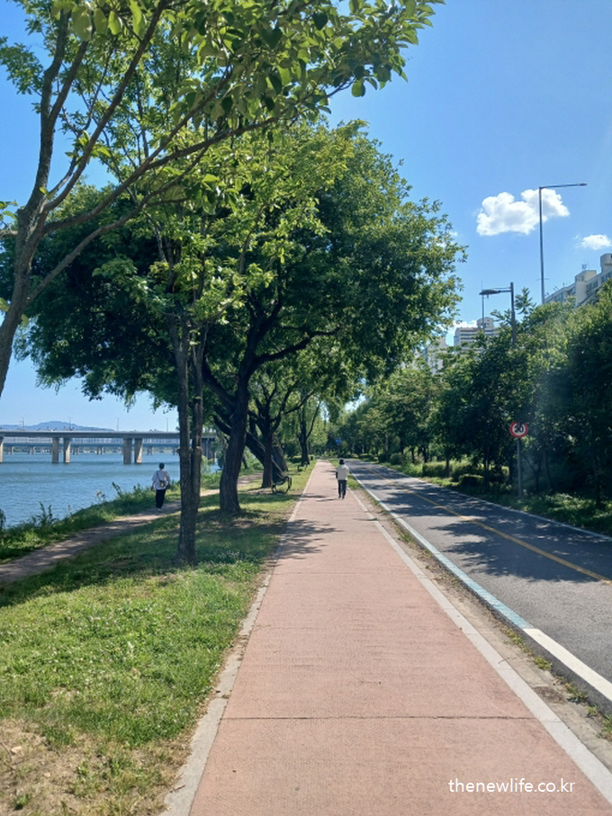 People walking along a riverside path lined with lush trees on a sunny day-강변 산책로를 걷는 사람들, 햇살 아래 울창한 가로수길