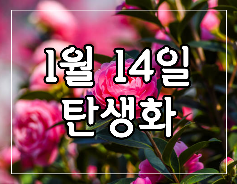 이 이미지는 1월 14일 탄생화 카멜리아 꽃말에 관한 포스팅의 대표이미지입니다.