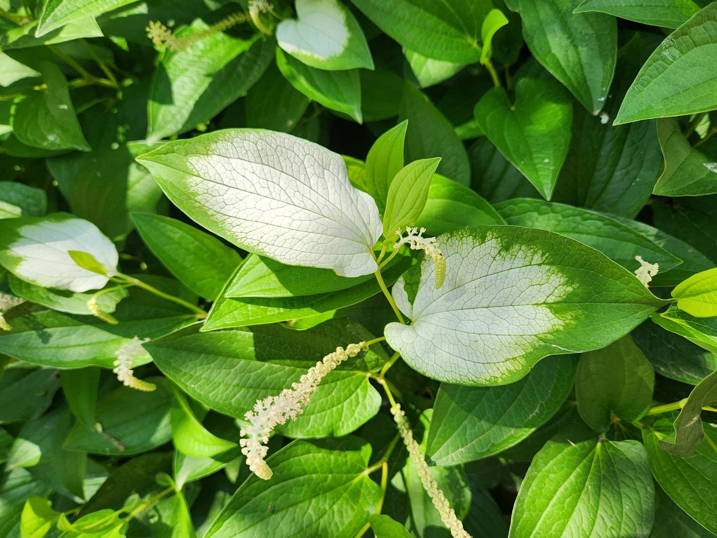 삼백초