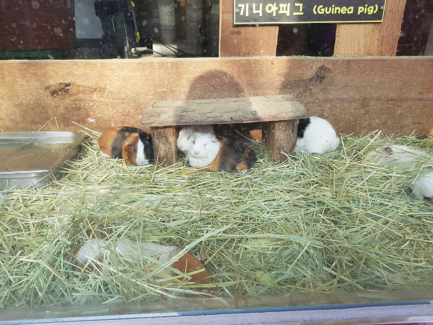 전주 동물원 기니피그