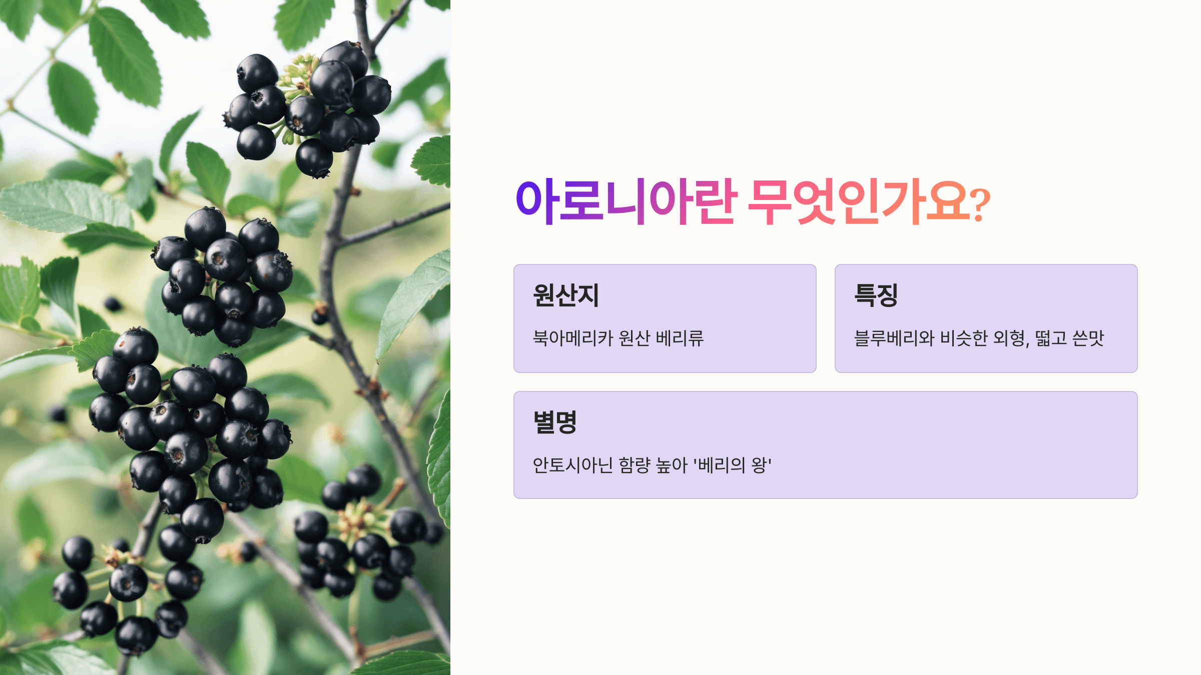 아로니아 사진입니다.