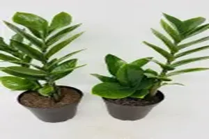 금전수