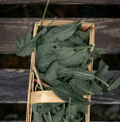 근대 효능과 부작용 나물 먹는법 고르는법 칼로리