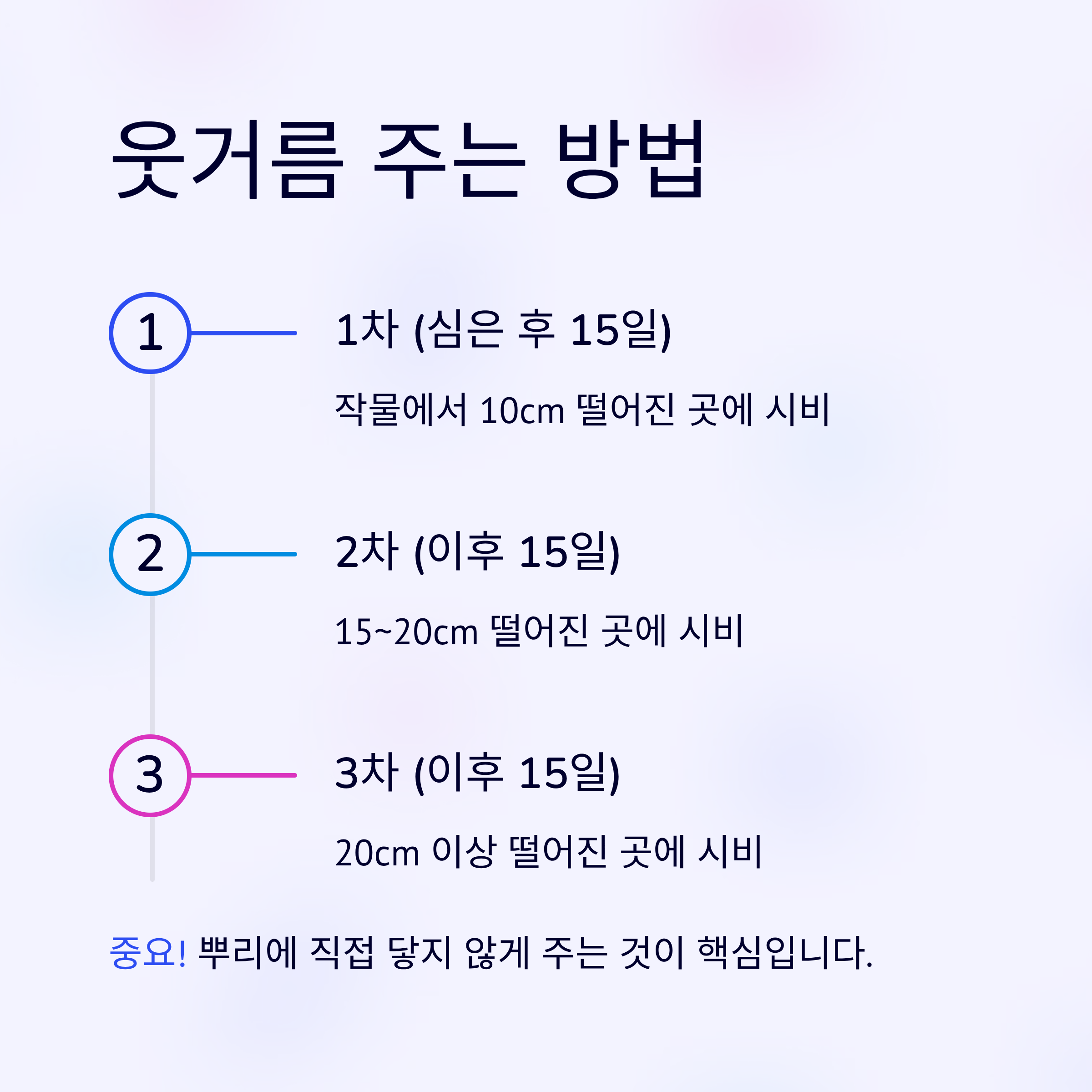 배추모종 심는 타이밍 10