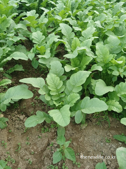 클로로필과 폴리페놀 성분이 풍부한 열무 밭의 생생한 모습