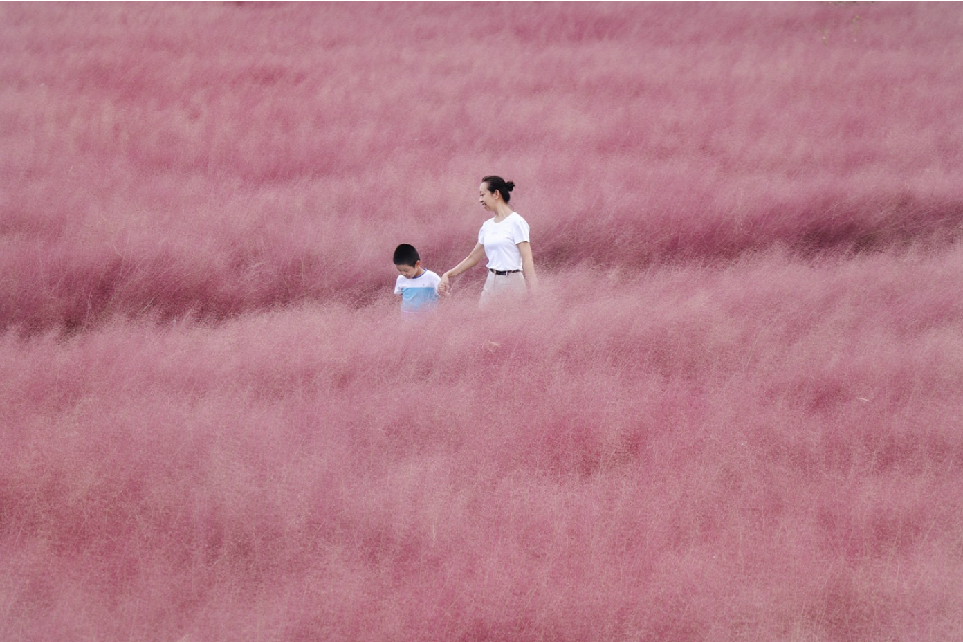 핑크뮬리 명소