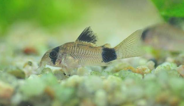 팬더 코리도라스