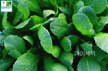 치통 완화 곰보배추