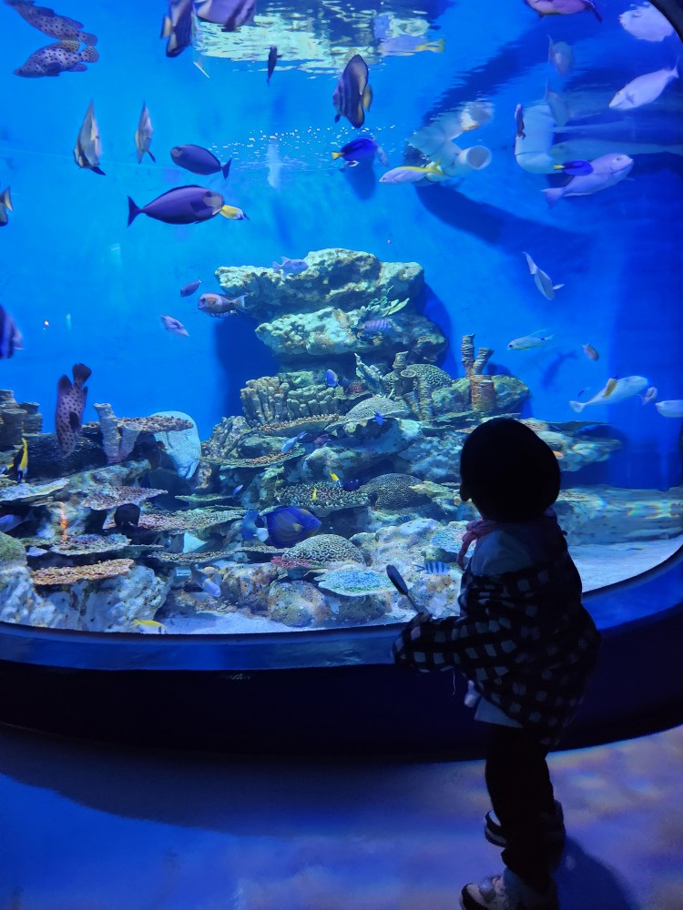 물고기를 구경하는 아이