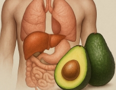 아보카도 효능