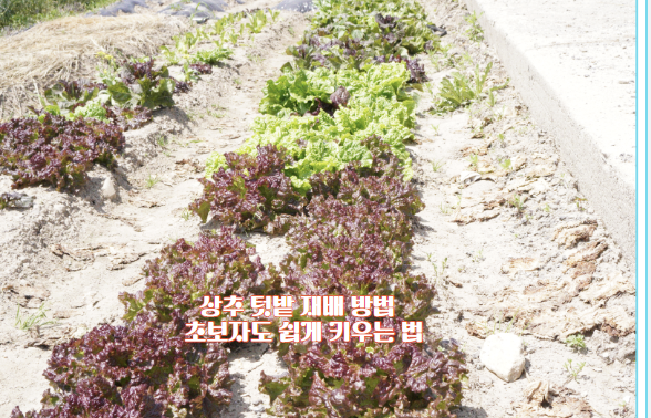 상추 텃밭 재배 방법, 초보자도 쉽게 키우는 법