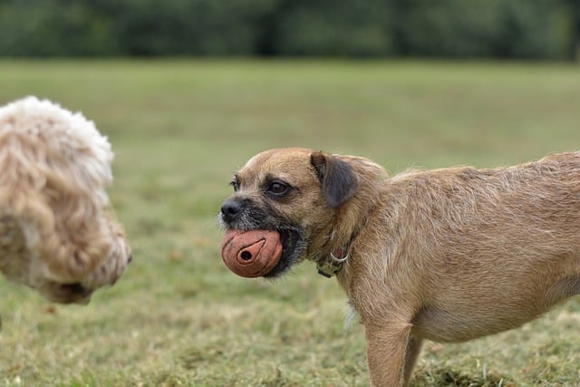 무료-반려견-놀이터-운동장-애견동반
