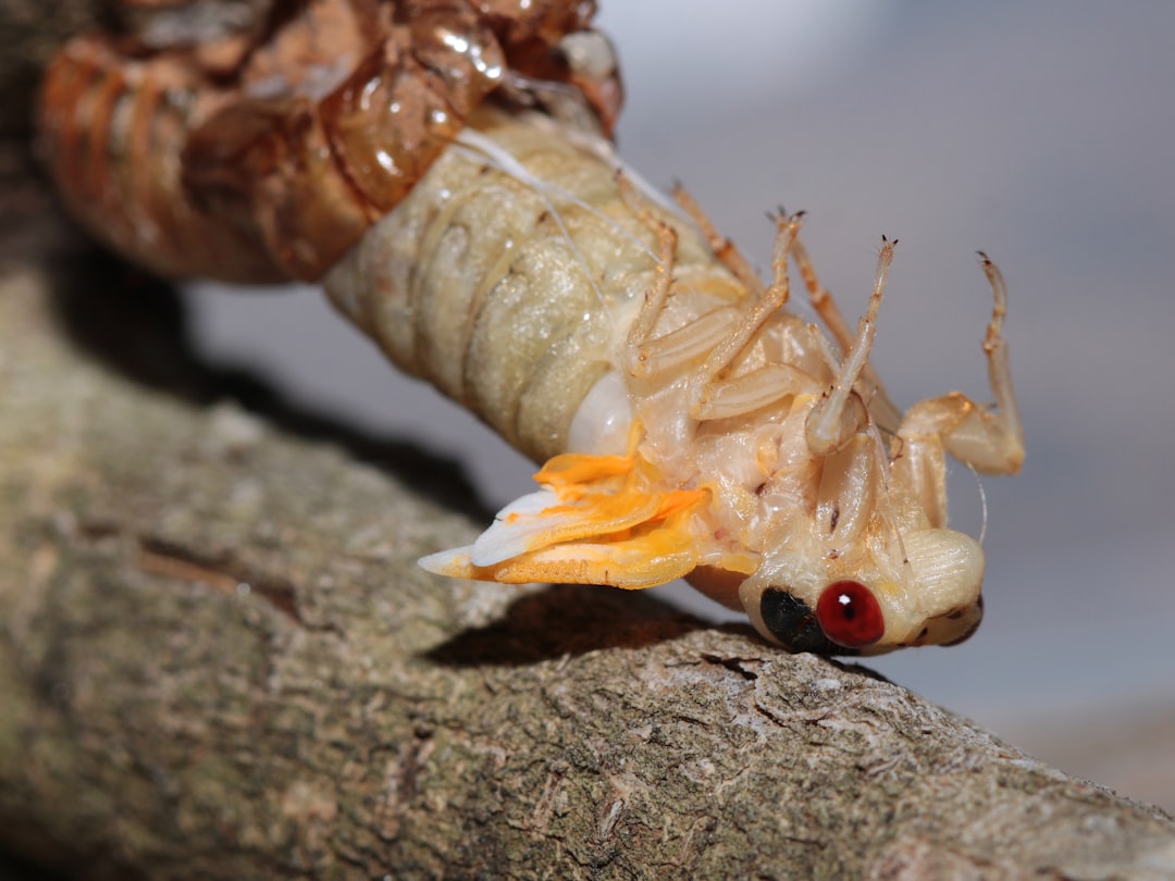 silkworm