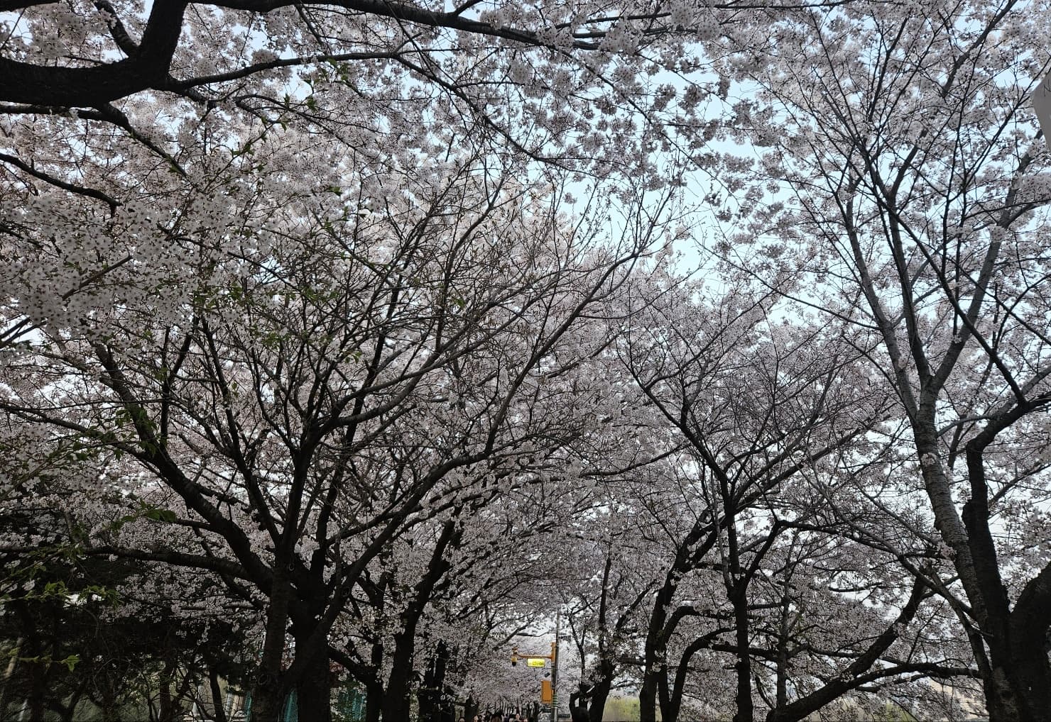 영등포구 벚꽃 인생샷 명소 추천