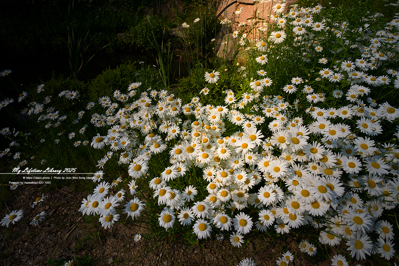 #꽃 #여름 #충북 #황화코스모스 #샤스타데이지