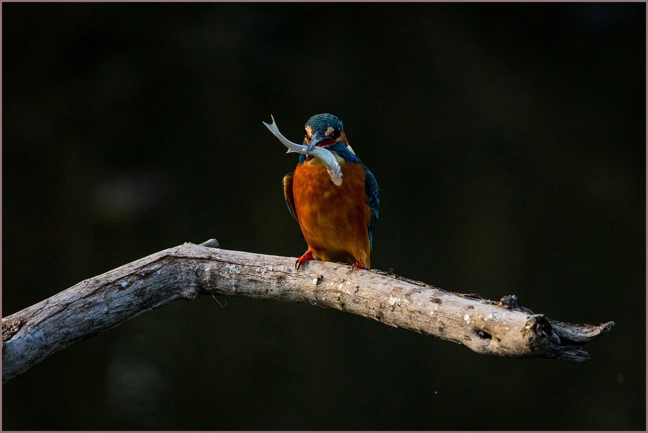 아이오닉5 가격표