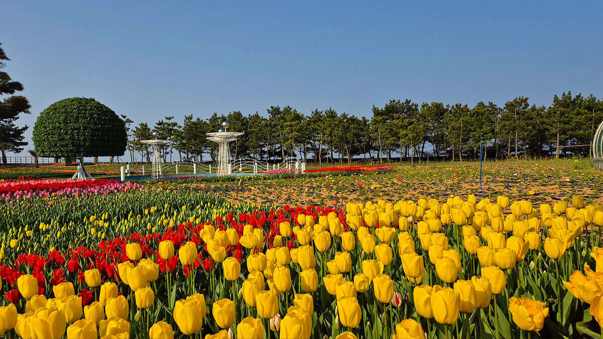 태안 튤립축제 기간 예매 입장료 개장시간 개화상황