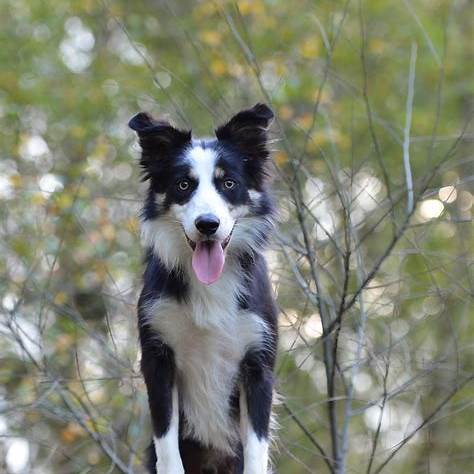 보더 콜리 중형견 지능 최고와 높은 활동량