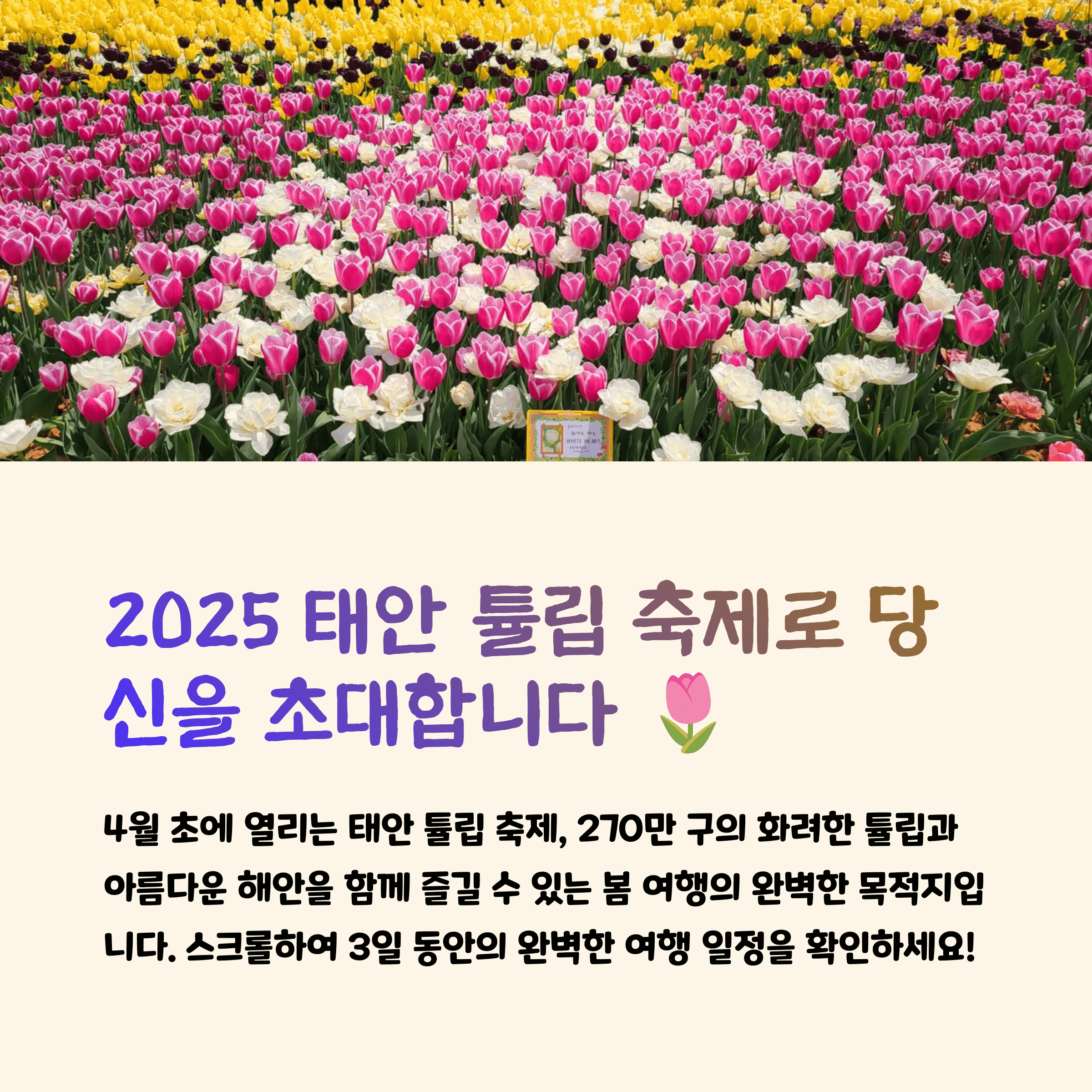 태안 튤립 축제