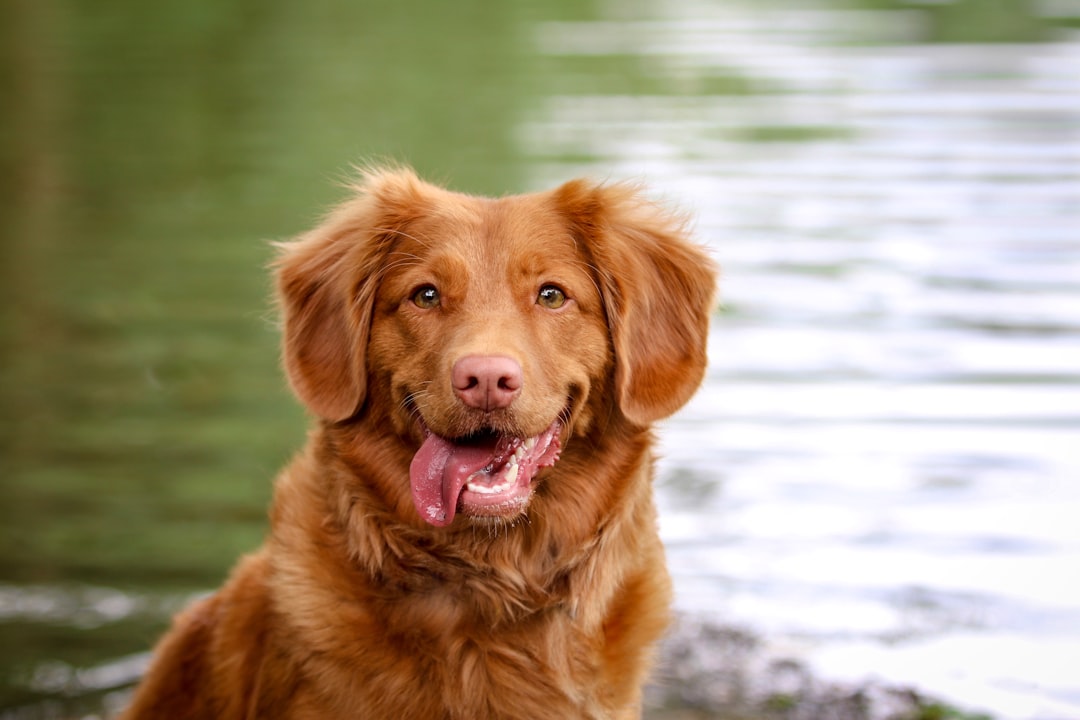 Retriever.