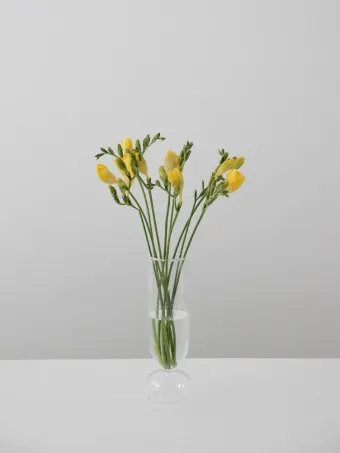 프리지아 수선화 꽃말 꽃다발 선물 의미_19