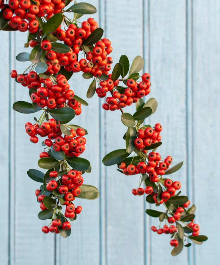 마가목 열매 효능