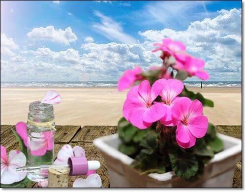 제라늄 로즈라라늄오일