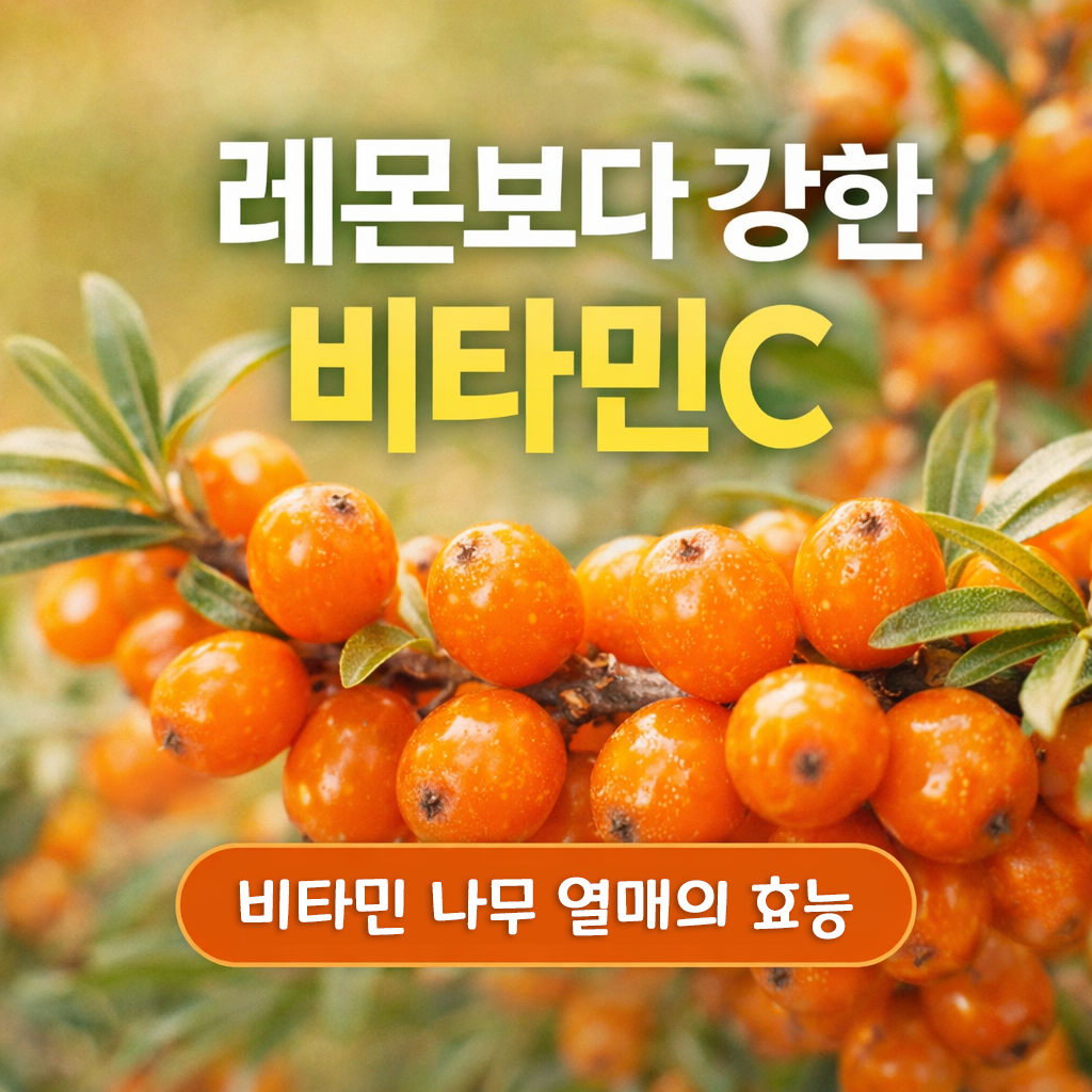 비타민 나무 열매 효능과 먹는 법 한눈에 정리